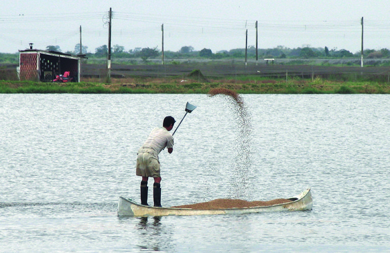 Article image for Aquaculture feed composition helps define potential for water pollution