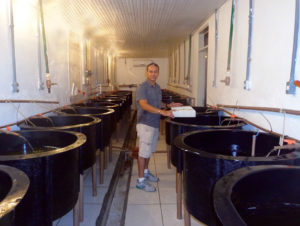 Stocking density affects super-intensive biofloc nursery shrimp production