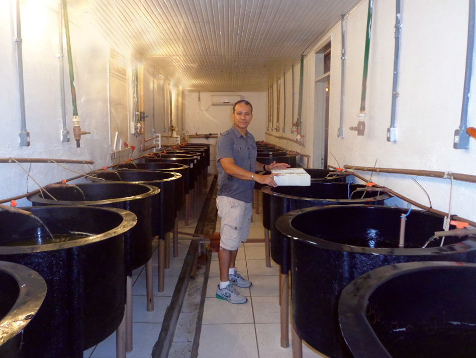 Article image for Stocking density affects super-intensive biofloc nursery shrimp production