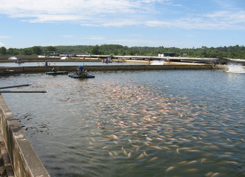 Article image for La acuacultura es clave para aumentar los suministros de productos del mar a los Estados Árabes