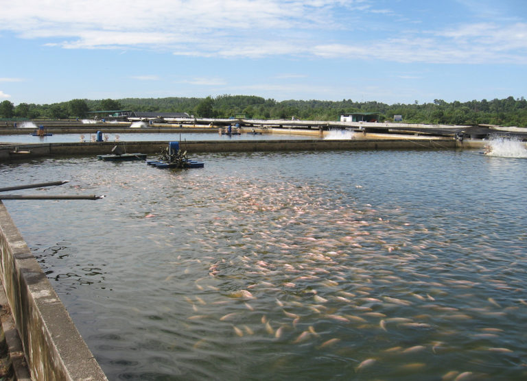 Article image for La acuacultura es clave para aumentar los suministros de productos del mar a los Estados Árabes