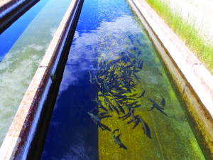 Breaking the 20 percent soy barrier in fish feed