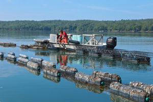 Maine oyster farmer stares down climate change, learns to adapt