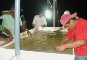 Non-SPF shrimp breeding in Ecuador