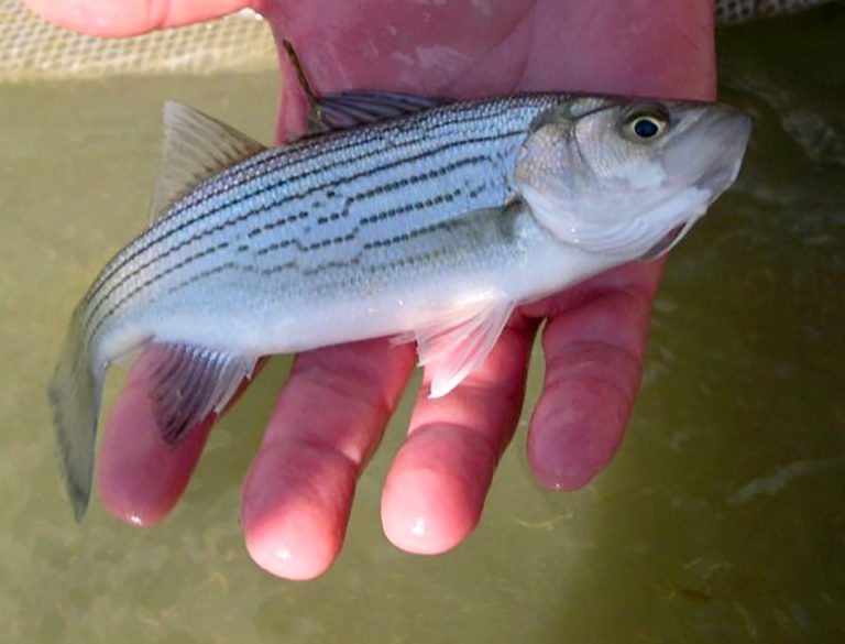 Article image for Stocking rate effects on growing juvenile sunshine bass