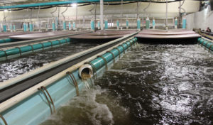 What to do with empty big box stores? Turn them into fish farms