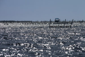 Hatching a plan for Florida oyster farming