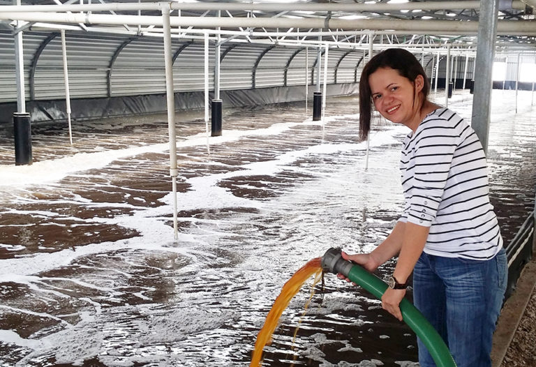 Article image for Multi-phase shrimp production in sun-driven Honduran ponds