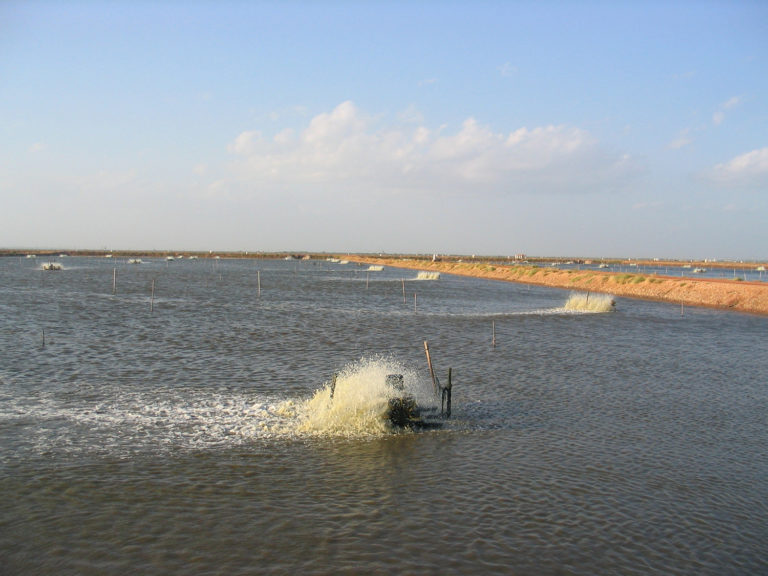 Article image for Por qué la mezcla y el movimiento del agua es clave en los sistemas acuícolas