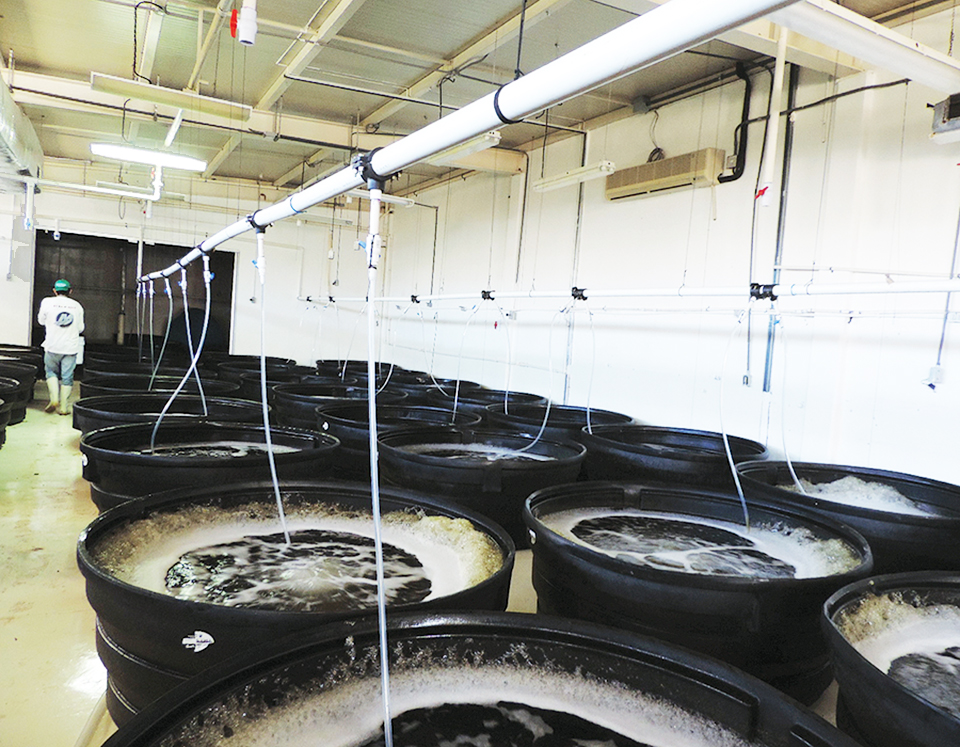 Article image for Mineral extract reduces EMS, WSSV impacts in Pacific white shrimp