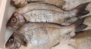 Sea bream price integration along value chain in Spain