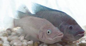 Hybrid tilapia outperform purebreds in seawater study