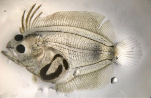 Tropical, subtropical marine fish hatchery technology needs improvement