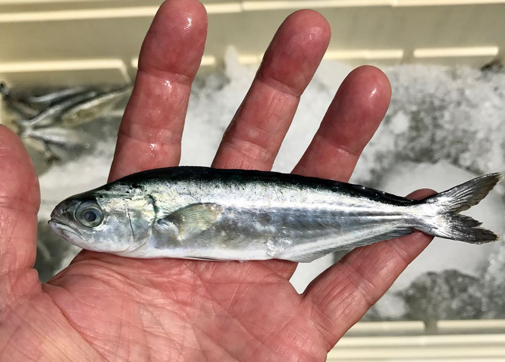 Article image for La tecnología de criadero de peces marinos tropicales y subtropicales necesita mejoras