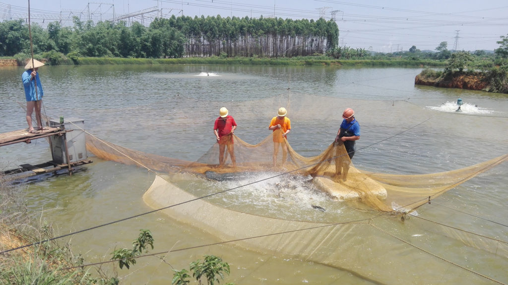 Article image for Bio-economic modeling for improving aquaculture performance