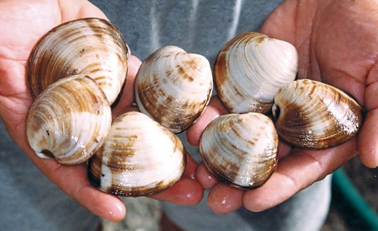 Article image for Temperature affects quality, safety of quahog clams