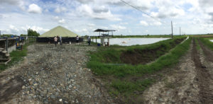 Ongoing production issues in shrimp farming, part 2