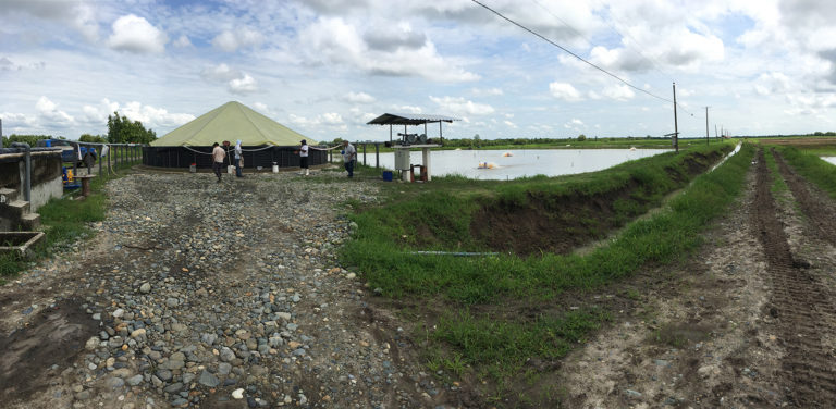 Article image for Ongoing production issues in shrimp farming, part 2