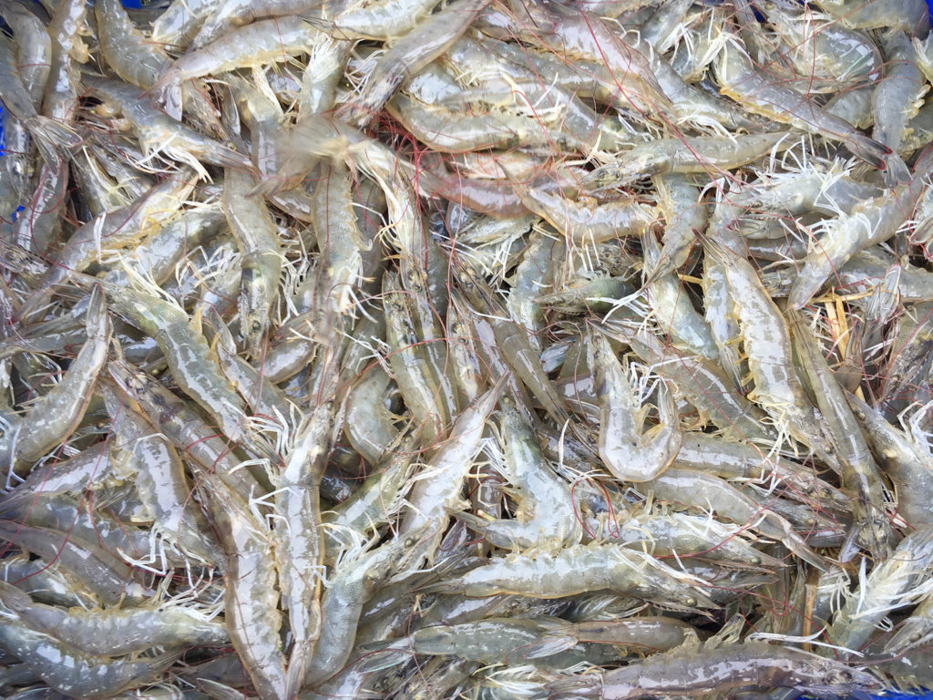 Article image for Temas de producción actuales en la cría de camarones, parte 2