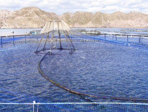 Operational risk management tool applied to offshore aquaculture