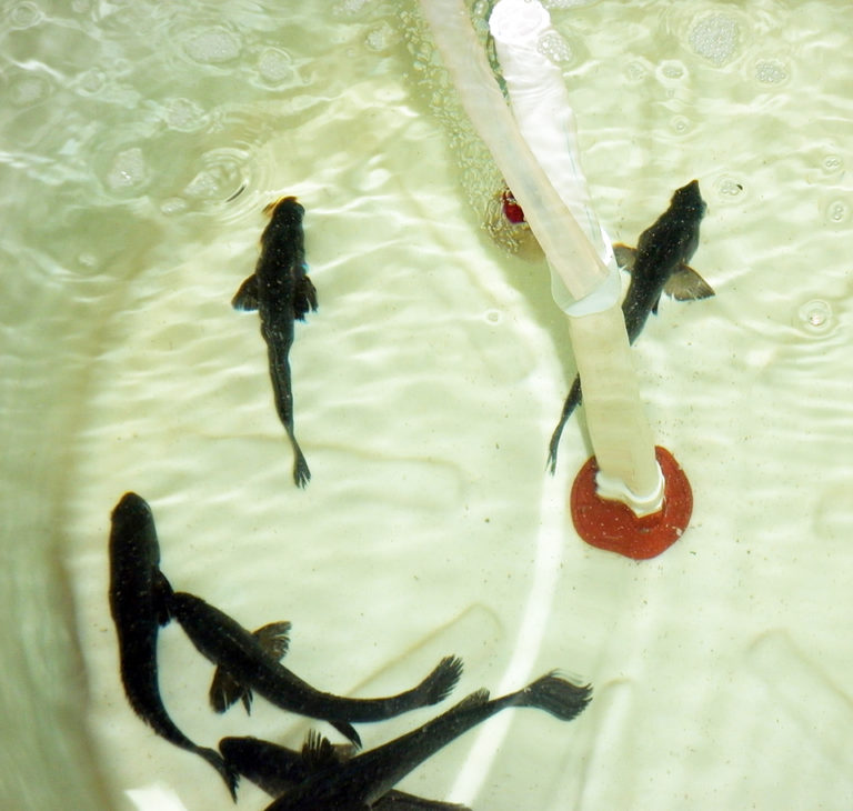 Article image for Endangered totoaba has aquaculture potential in Mexico