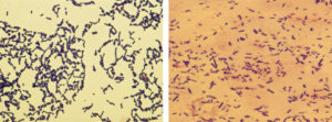 Developing live bacterial vaccines by selecting resistance to antibacterials
