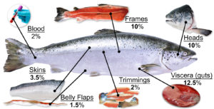 It takes guts to advance sustainability in aquaculture