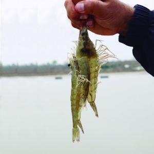 Natural strategies to improve growth and health of farmed shrimp