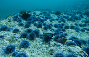 Can ranching ‘zombie urchins’ boost uni, save kelp forests?