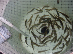 Algae shows promise as alternative DHA source in rainbow trout diets
