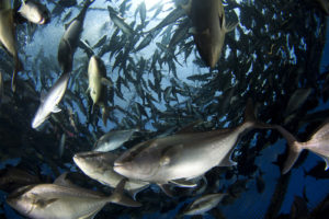 The keys to making land-based and offshore aquaculture work? Scale, scale, scale
