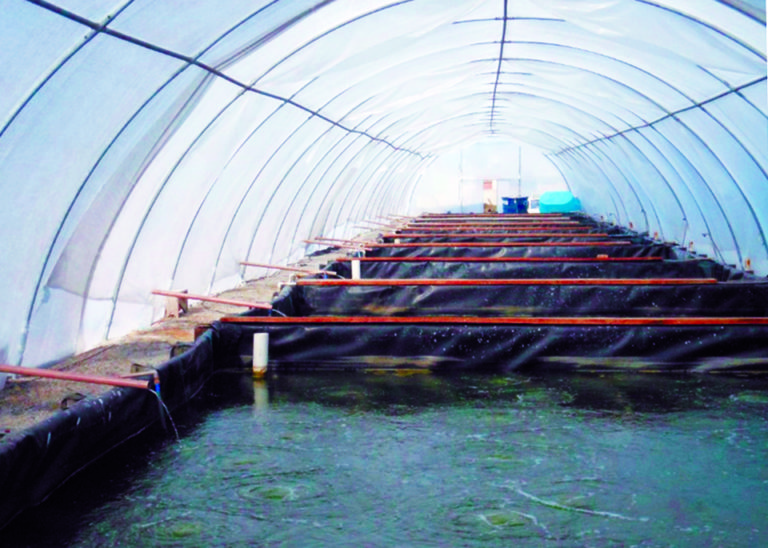 Article image for Effects of suspended solids in shrimp biofloc systems