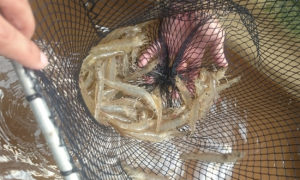 Performance of Pacific white shrimp in biofloc with different light regimes