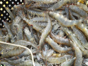 Economic analyses project rising returns for intensive biofloc shrimp systems