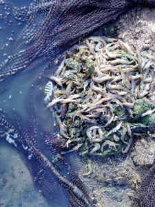 Examining domestication of green tiger shrimp in Egypt