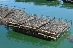 Climate change impacts unite U.S. shellfish farmers