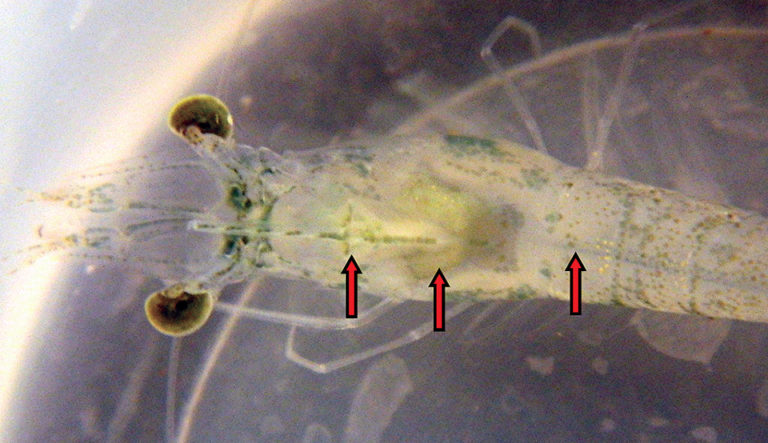 Article image for EMS/AHPNS: Infectious disease caused by bacteria
