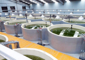 The search for sustainable grouper farming