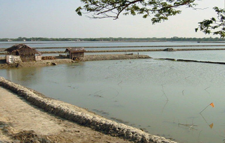 Article image for Shrimp farm quality management in Bangladesh
