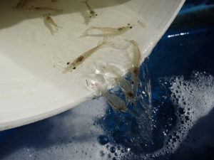 Water exchange and dietary methionine requirement for juvenile Pacific white shrimp