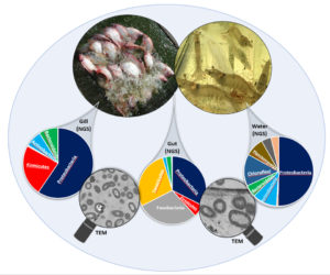 Small is big: Unlocking the hidden potential of microbes for aquaculture