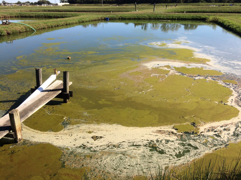 Article image for Removing cyanobacteria and associated toxins in aquaculture ponds