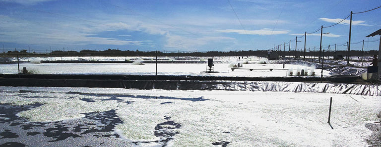 Article image for Malaysia shrimp project scales up for production in biosecure biofloc modules