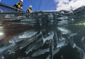 Can corn fuel aquaculture’s growth? Veramaris says yes