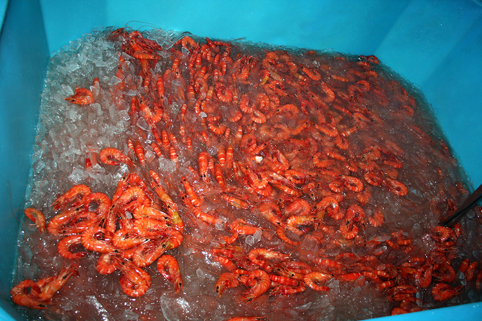 Article image for Mechanisms of shrimp coloration