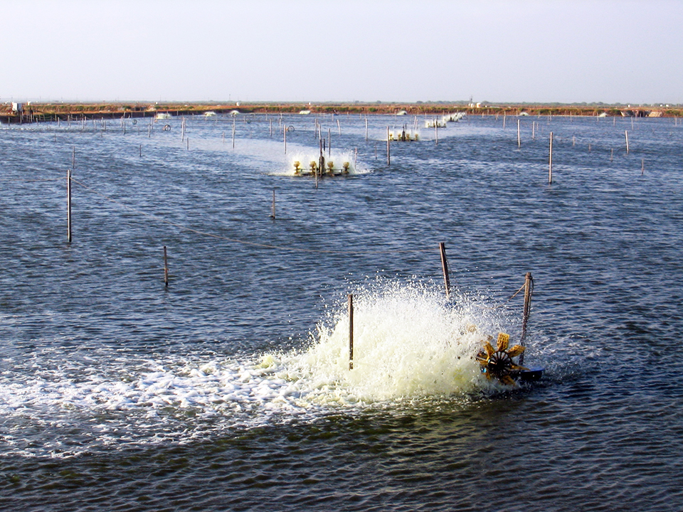 Article image for Effective management avoids gas bubble trauma