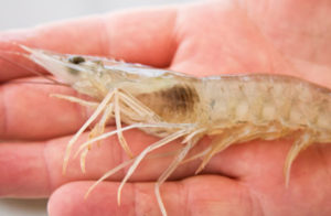 Rainy season effects on shrimp grow-out ponds
