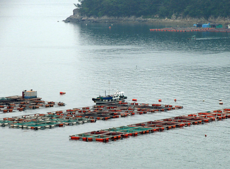 Article image for Measuring impacts of marine aquaculture partnerships