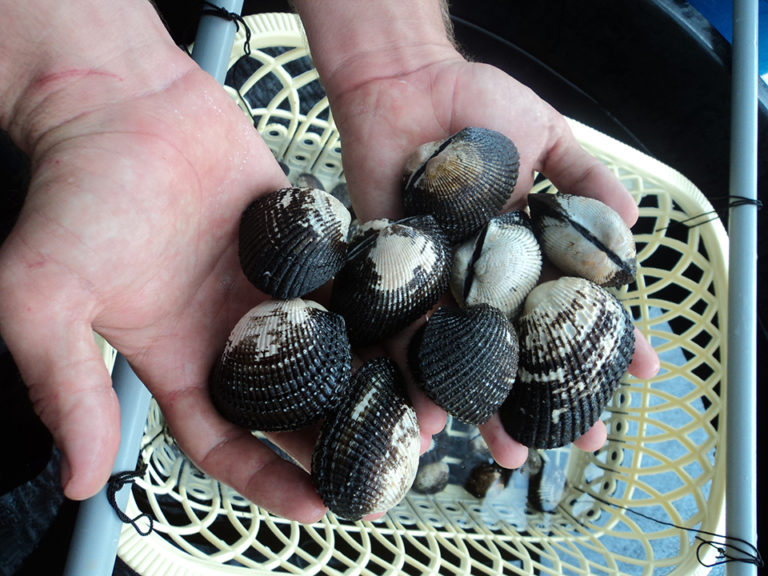 Article image for Peru project studies blood cockles for stock enhancement, aquaculture