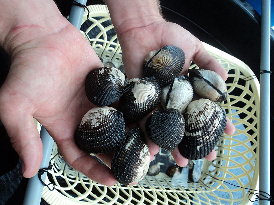 Article image for Peru project studies blood cockles for stock enhancement, aquaculture